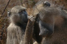 two baboons in the wild