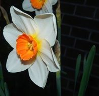 Picture of narcissus blossom