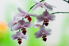 impressive orchid pink flower