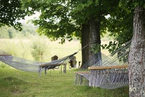 hammocks between green trees