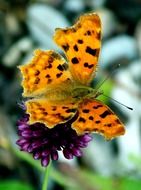 Beautiful colorful butterfly on the purple flower