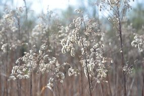 tall grass with seeds close-up