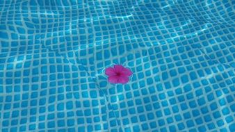 picture of the pink flower in a pool