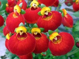 strange red yellow