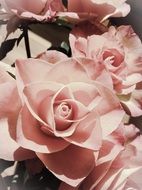 romantic pink roses with beautiful petals