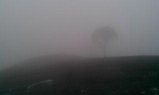 tree silhouette in dense fog