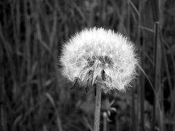 dandelion black and white photo