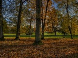 Bright autumn forest under a blue sky