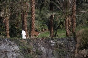 farmer with cattle among the palm trees in Egypt