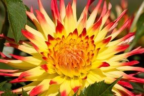 close-up picture of Yellow-red dahlia flower