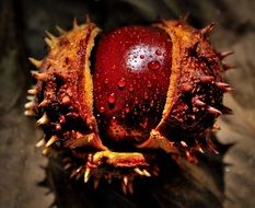 chestnut with water drops