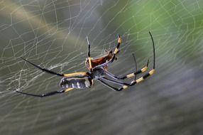 Golden orb spider on his web