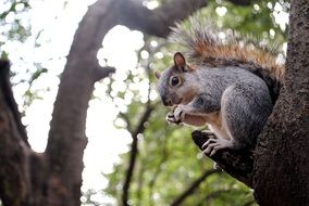 gray squirrel on a tree close-up
