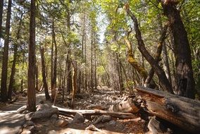 Woods in the woodland