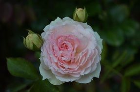 pale pink lush rose on a blurred background