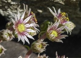 beautiful and delightful chick and hens flower