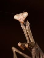 praying mantis