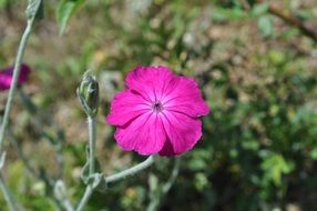 closeup photo of pink flower in nature