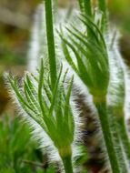 Macro photo of green pasque flowers