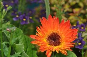 flowers of different species in the meadow