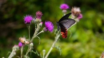 closeup photo of black butterfly on thistle flower