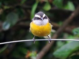 impressive bird tropical