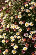 floColorful flowers in the garden in summer