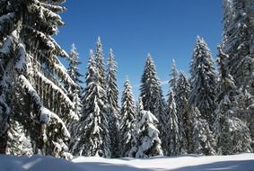 snowy forest on a clear sunny day