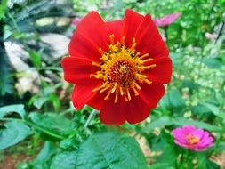 very beautiful mexican sunflower