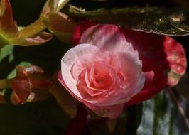 pink begonia in the garden