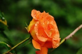 closeup view of Orange rose in drops of water