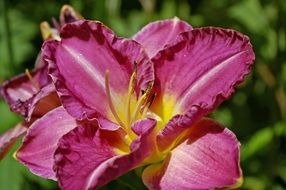 pink lily close-up