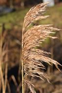 dry grass reed macro photo