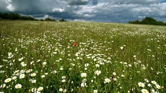 chamomile meadow on the hill