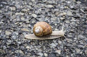 Picture of the natural snail