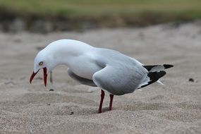 portrait of white seagull with open beak in the sand