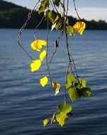 branch with yellow leaves against a lake