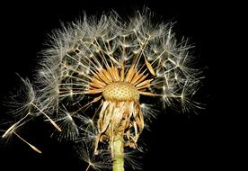 Dandelion seeds on a black background