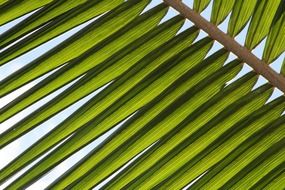 green leaf of the palm tree