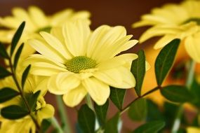 Beautiful yellow blooming flowers with green leaves