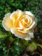 Pale yellow rose on a bush