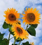 three sunflowers against the clear sky