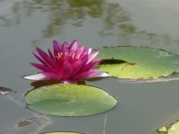 magenta water lily