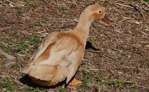 brown duck on dry grass