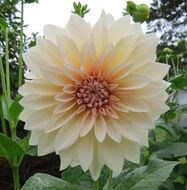 white dahlia flowers in the garden close-up