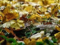 colorful foliage on the ground close up