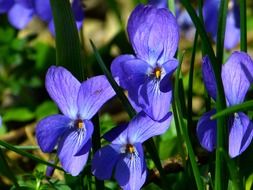 bright summer purple flower