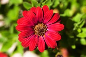 Beautiful red ornamental plant in summer