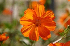 orange bright flower on a sunny day