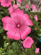 Pink flowers in summertime